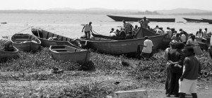 Introduction-of-Nile-Perch-to-Lake-Victoria-1950s-1960s