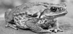 Introduction-to-Australia-of-the-Cane-Toad-1935-1936