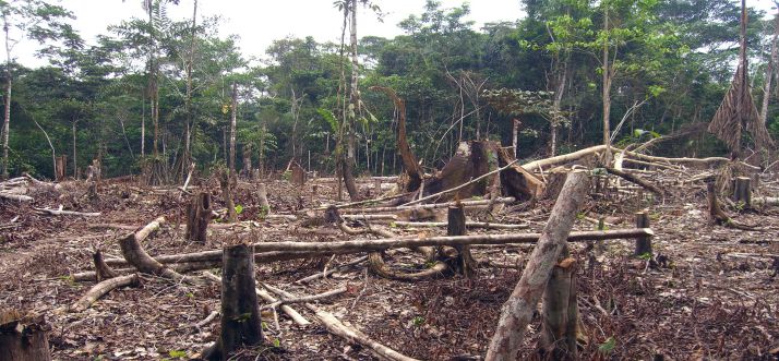Rainforest-Destruction-20th-and-21st-centuries